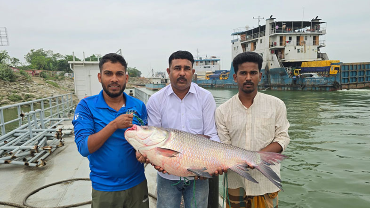 পদ্মার এক কাতল বিক্রি হলো ৪২ হাজারে