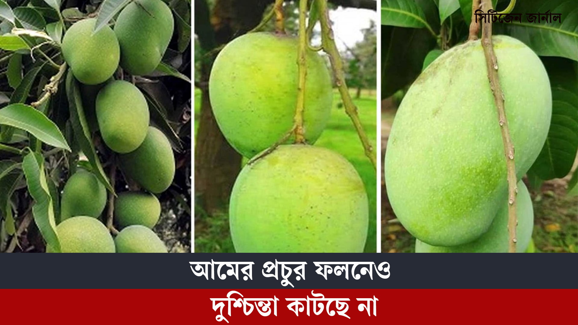 আমের প্রচুর ফলনেও দুশ্চিন্তা কাটছে না