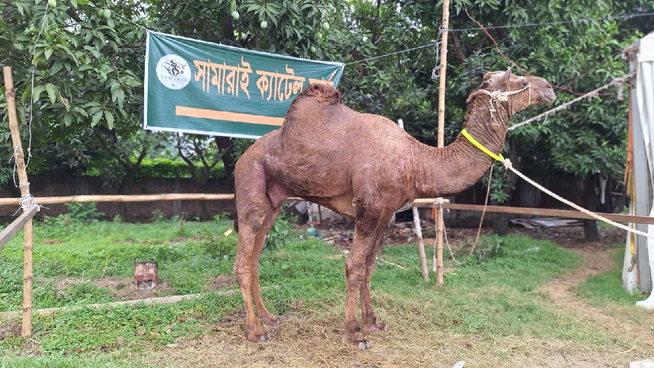 রাজধানীর হাতিরঝিলে অবস্থিত সামারাই ক্যাটেল ফার্ম