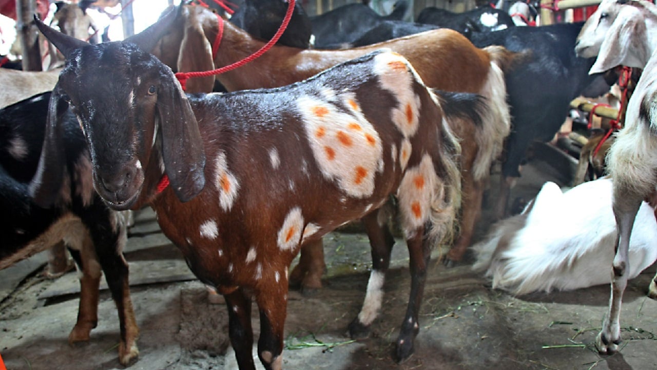 কোরবানির ঈদ সামনে রেখে গাবতলী পশুর হাটে গরুর পাশাপাশি বাড়তে শুরু করেছে ছাগলের সরবরাহ ও বেচাকেনা।