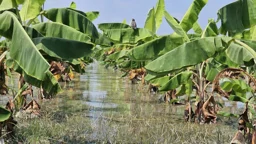ফসলের মাঠে পানি, বাজারে সবজির বাড়তি দাম