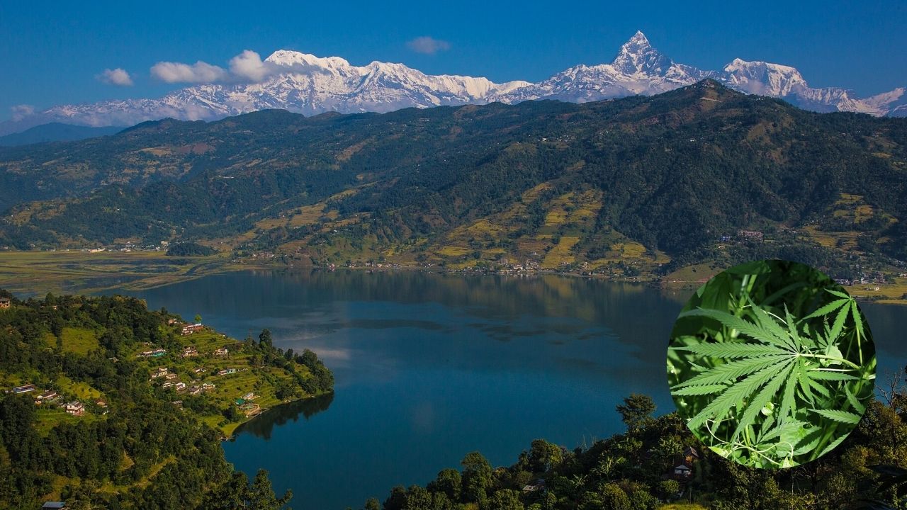গাঁজা চাষের বৈধতা পেলো নেপালের গণ্ডকী প্রদেশ
