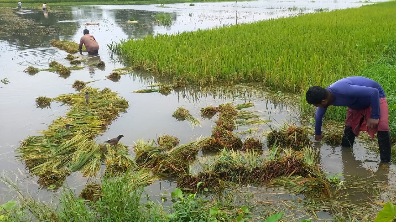 বৃষ্টির পানিতে ভাসছে পাকাধান 2