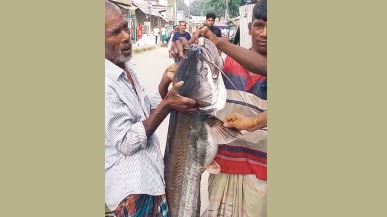 এক বোয়ালের ওজন ১৫ কেজি 