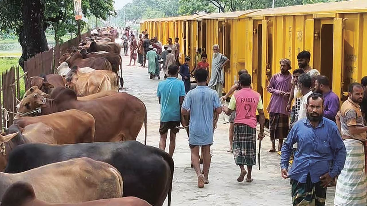 ট্রেন গরু (2)