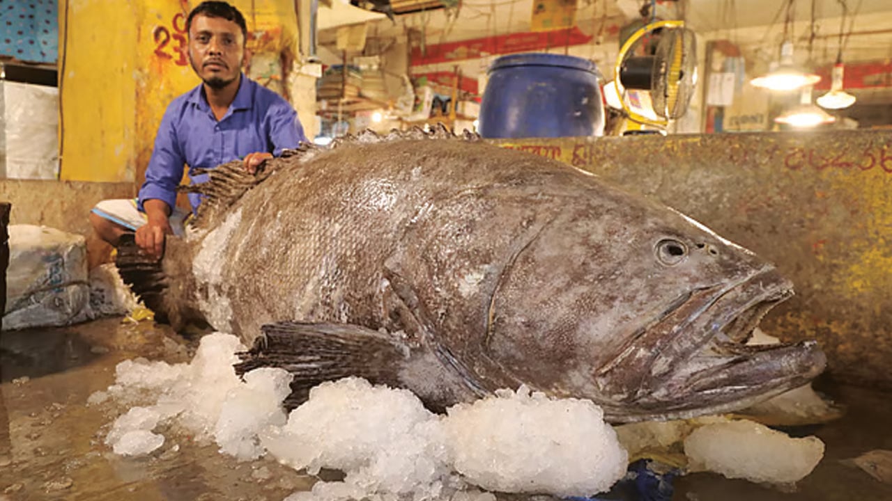সাগরে ধরা পড়ল ১৫৫ কেজির কোরাল 
