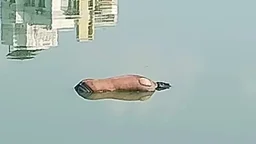 গুলশান লেক থেকে অজ্ঞাত যুবকের মরদেহ উদ্ধার