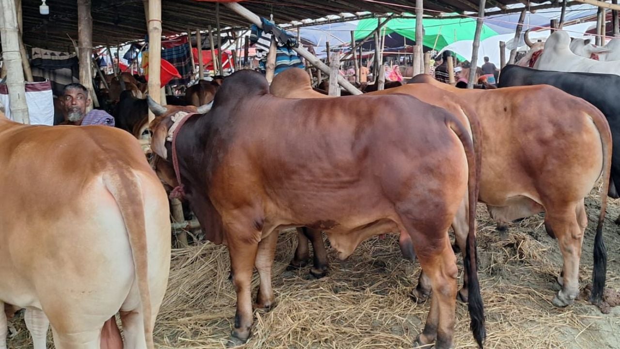 কোরবানির বাজারে ধস, অবিক্রিত লাখ লাখ গরু