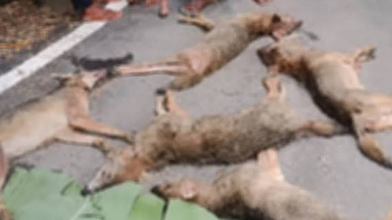 শিয়াল হত্যায় ১০ জনের বিরুদ্ধে মামলার নির্দেশ
