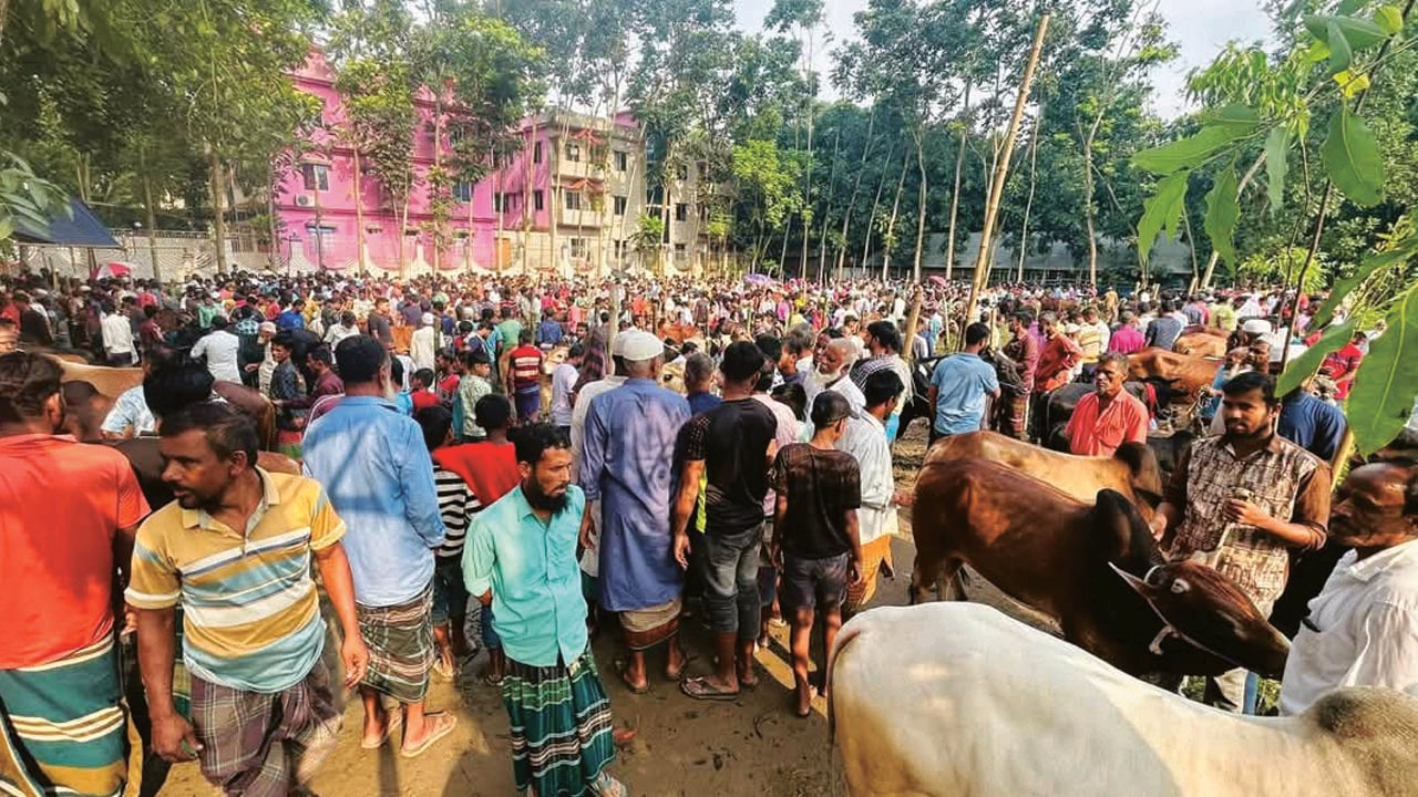 হাটে ছোট ও মাঝারি গরুর চাহিদা বেশি