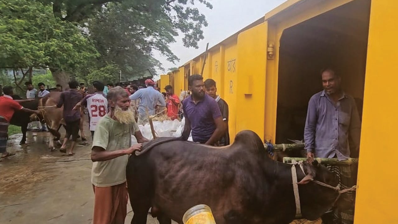 জামালপুর থেকে ট্রেনে ঢাকায় ১২০০ কোরবানির পশু