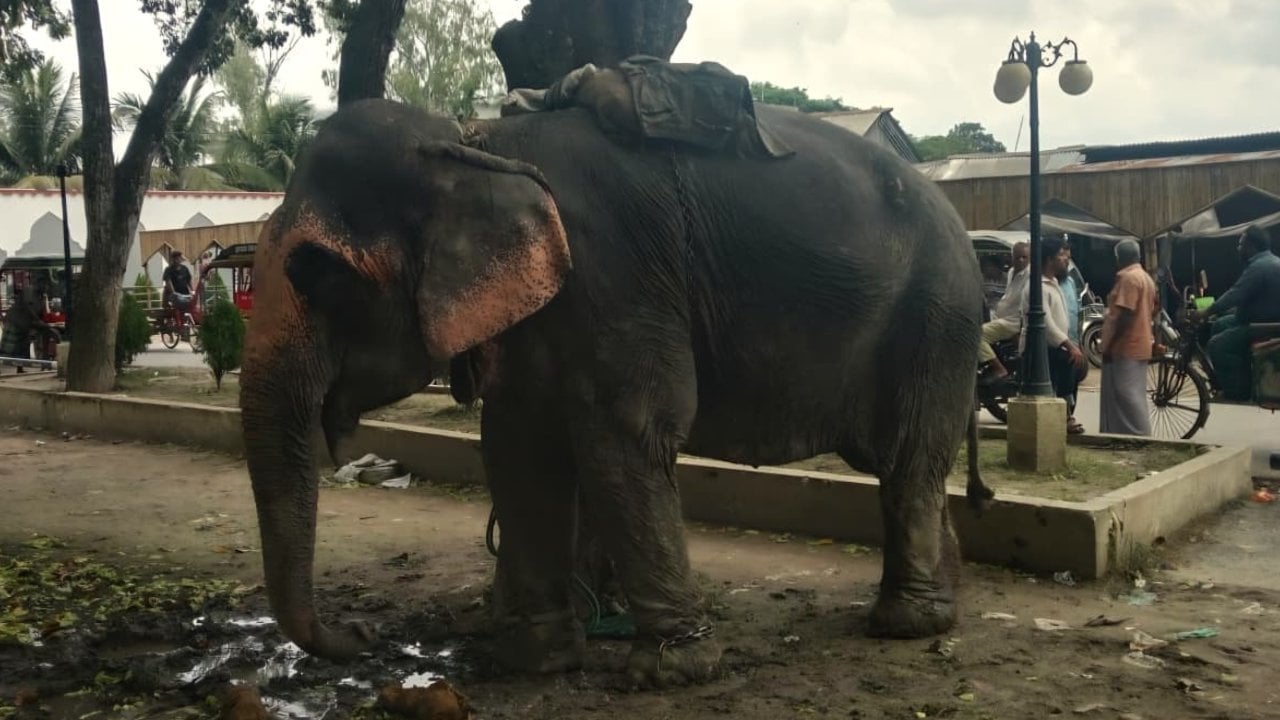 ফরিদপুরে অটোরিকশায় হাতির ধাক্কা, শিশু নিহত