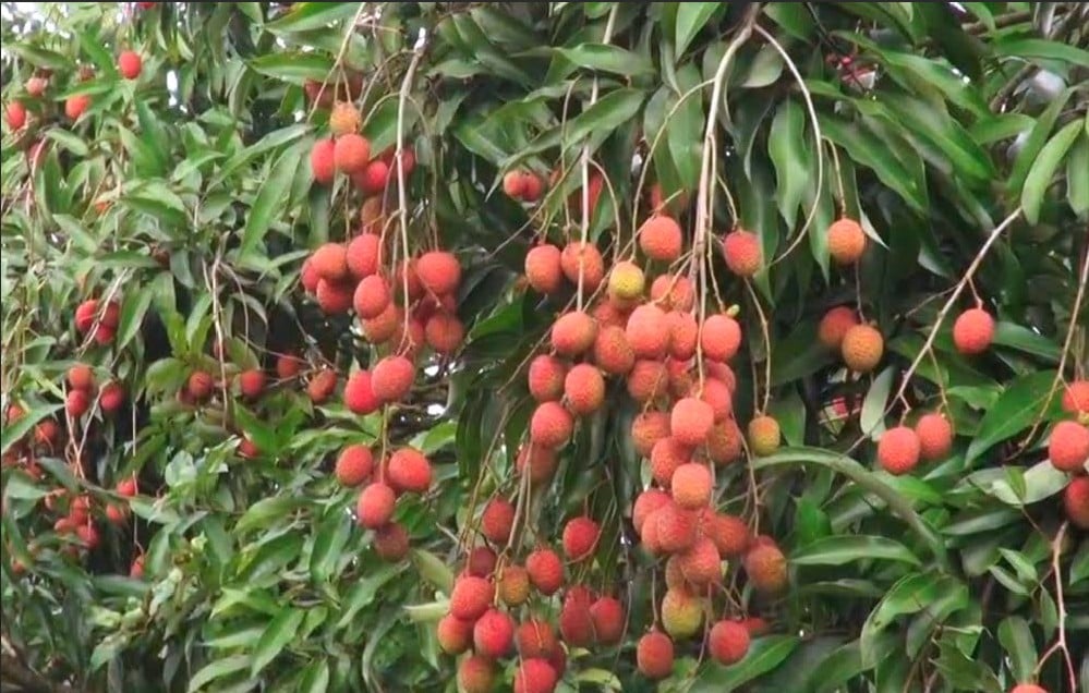 লিচু গাছ (1)
