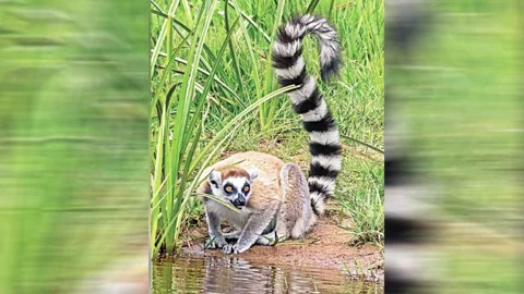 সাফারি পার্ক থেকে লেমুর চুরি, খোঁজ মিললো ভারতে আম্বানির চিড়িয়াখানায়