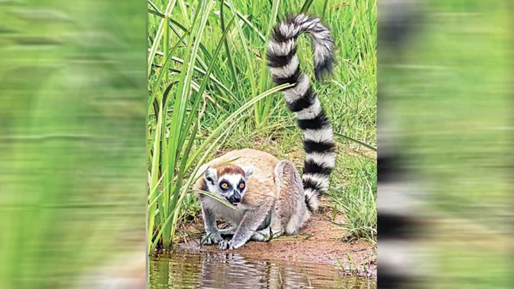 সাফারি পার্ক থেকে লেমুর চুরি, খোঁজ মিললো ভারতে আম্বানির চিড়িয়াখানায়