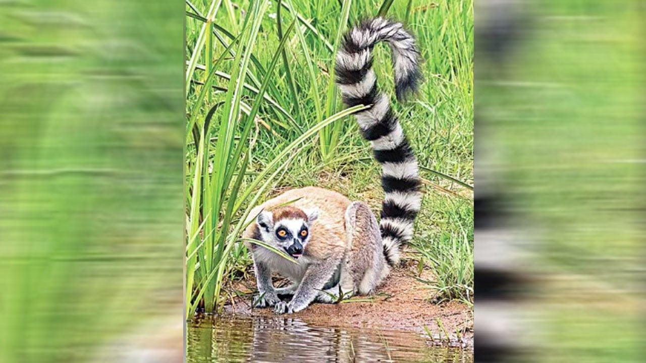 সাফারি পার্ক থেকে লেমুর চুরি, খোঁজ মিললো ভারতে আম্বানির চিড়িয়াখানায়