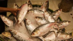 দুর্গাপূজায় ভারতে ইলিশ পাঠাবে না বাংলাদেশ