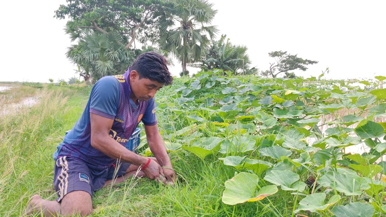 ঘেরের পাড়ে সবজির পরিচর্যায় ব্যস্ত এক কৃষক। ছবি: সিজেডএন টোয়েন্টিফোর