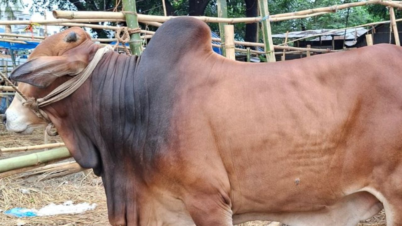 ঈদের দ্বিতীয় দিনেও চলছে পশু কোরবানি