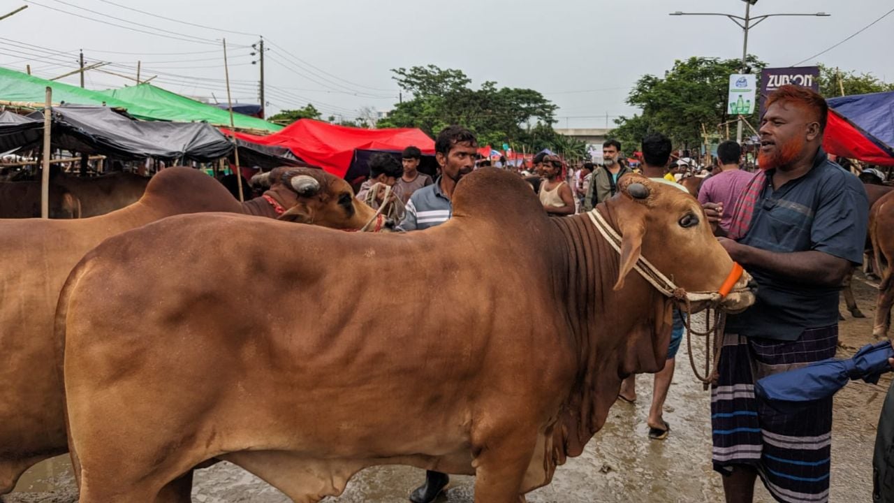 টানা বৃষ্টিতে জমে ওঠেনি উত্তরার দিয়াবাড়ি পশুর হাট