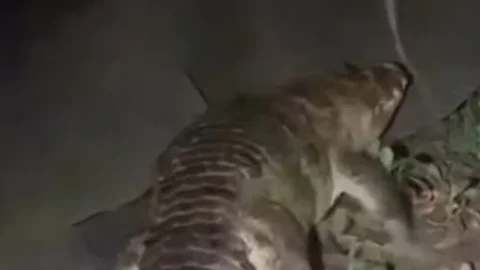 নারায়ণগঞ্জের লোকালয়ে কুমির, উদ্ধার হয়নি দুই দিনেও