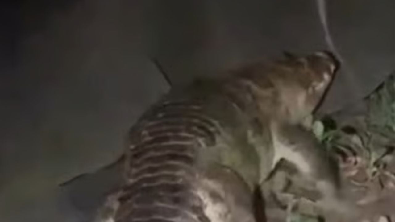 নারায়ণগঞ্জের লোকালয়ে কুমির, উদ্ধার হয়নি দুই দিনেও