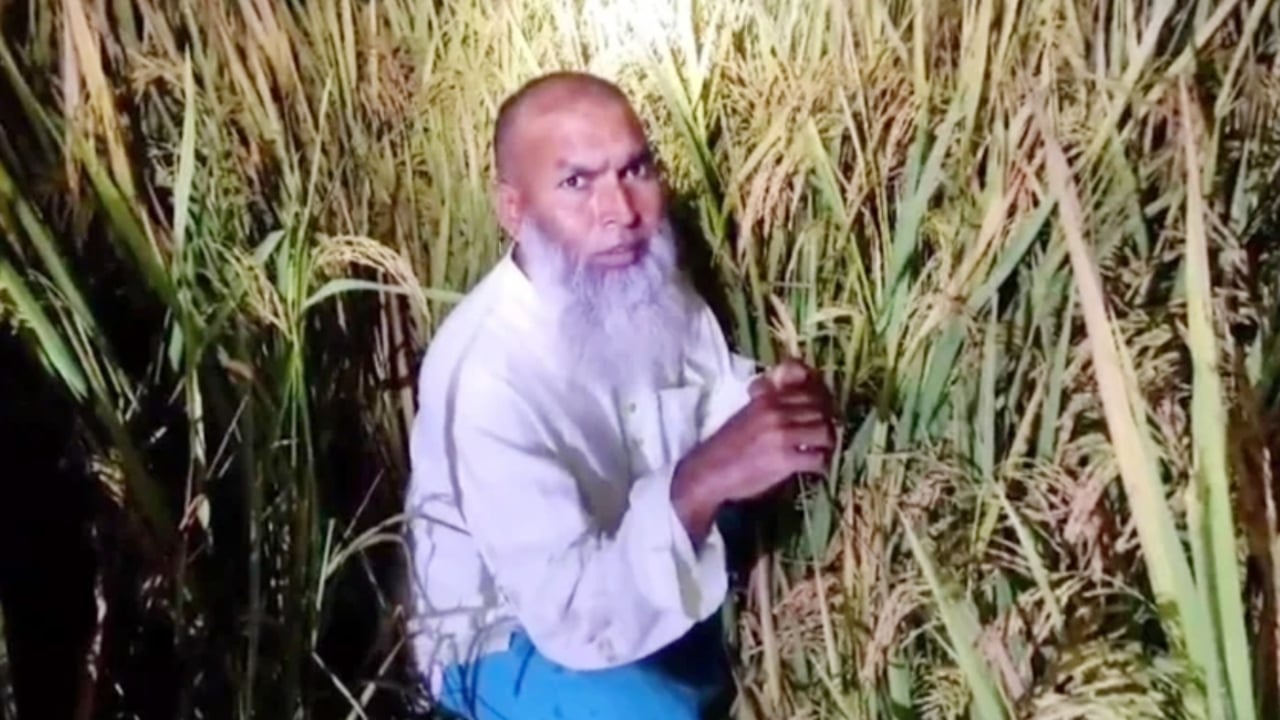 ধানখেতে লুকিয়ে থাকা আ.লীগ নেতা গ্রেপ্তার