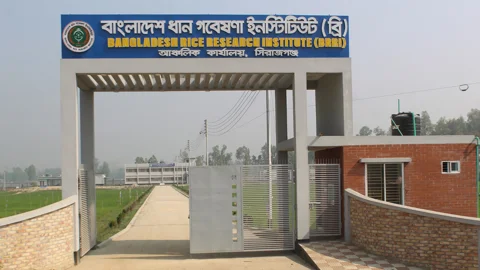 বাংলাদেশ ধান গবেষণা ইনস্টিটিউটে নতুন নিয়োগ বিজ্ঞপ্তি