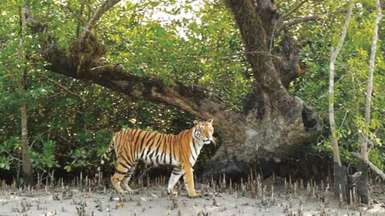 সুন্দরবনে বাঘের শরীরে নীরব ঘাতক, গবেষণা যা জানা গেলো 