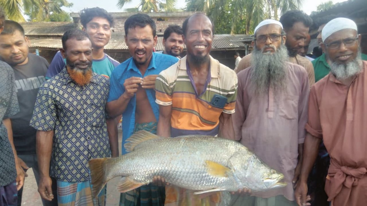 জালে ধরা পড়লো ১২ কেজির ভেটকি মাছ