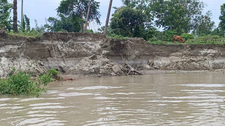 কবির মোল্লার সব কেড়ে নিলো সর্বনাশা পদ্মা!