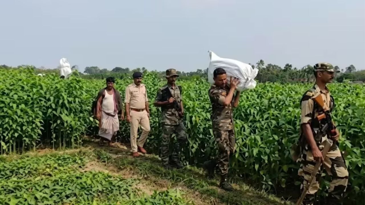 পাটখেতে মিললো তৃণমূল নেতার ২ কোটি ২৪ লাখ টাকা  