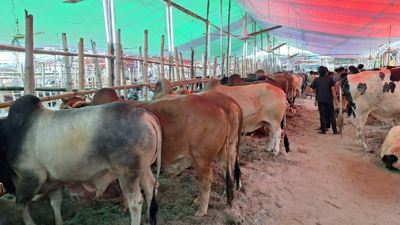 গাবতলী হাটে লাখ টাকার গরু নিয়ে অপেক্ষায় বিক্রেতারা