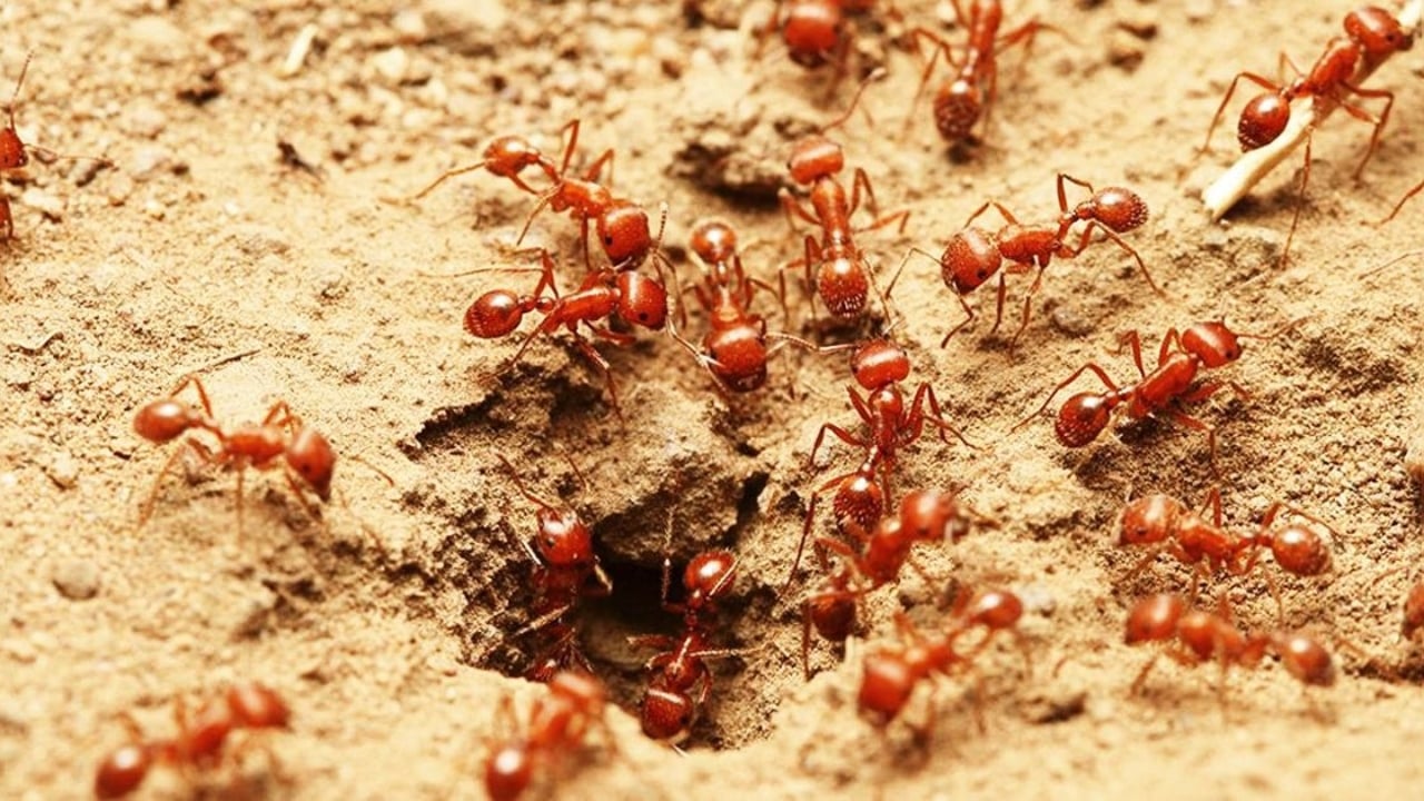 পিঁপড়া কলোনির গোপন শাসনব্যবস্থা