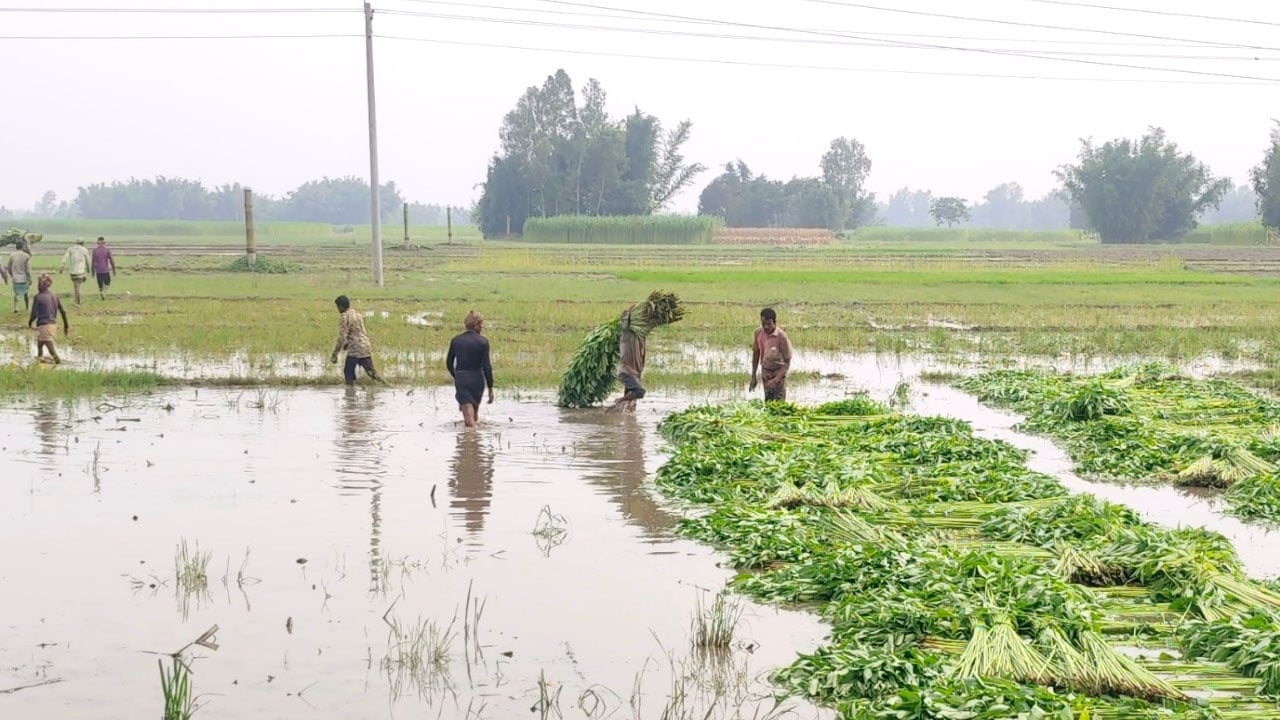পাট কাটতে গিয়ে বজ্রপাতে বাবা-ছেলের মৃত্যু