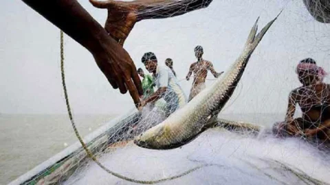 মধ্যরাত থেকে ইলিশ শিকারে ২২ দিনের নিষেধাজ্ঞা