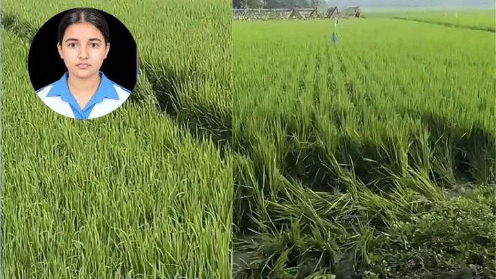 বাঁচার জন্য কয়েকটি ধানক্ষেতে দৌড়েছিল তাজমিন