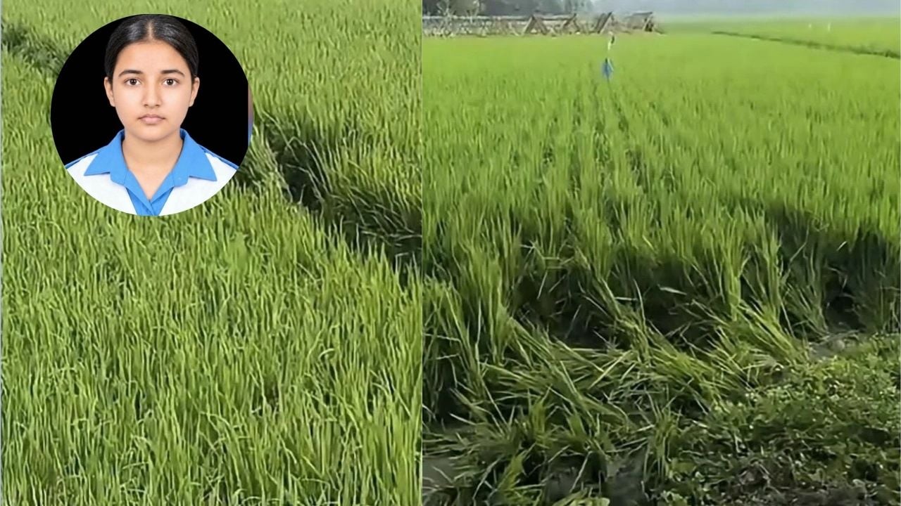 বাঁচার জন্য কয়েকটি ধানক্ষেতে দৌড়েছিল তাজমিন