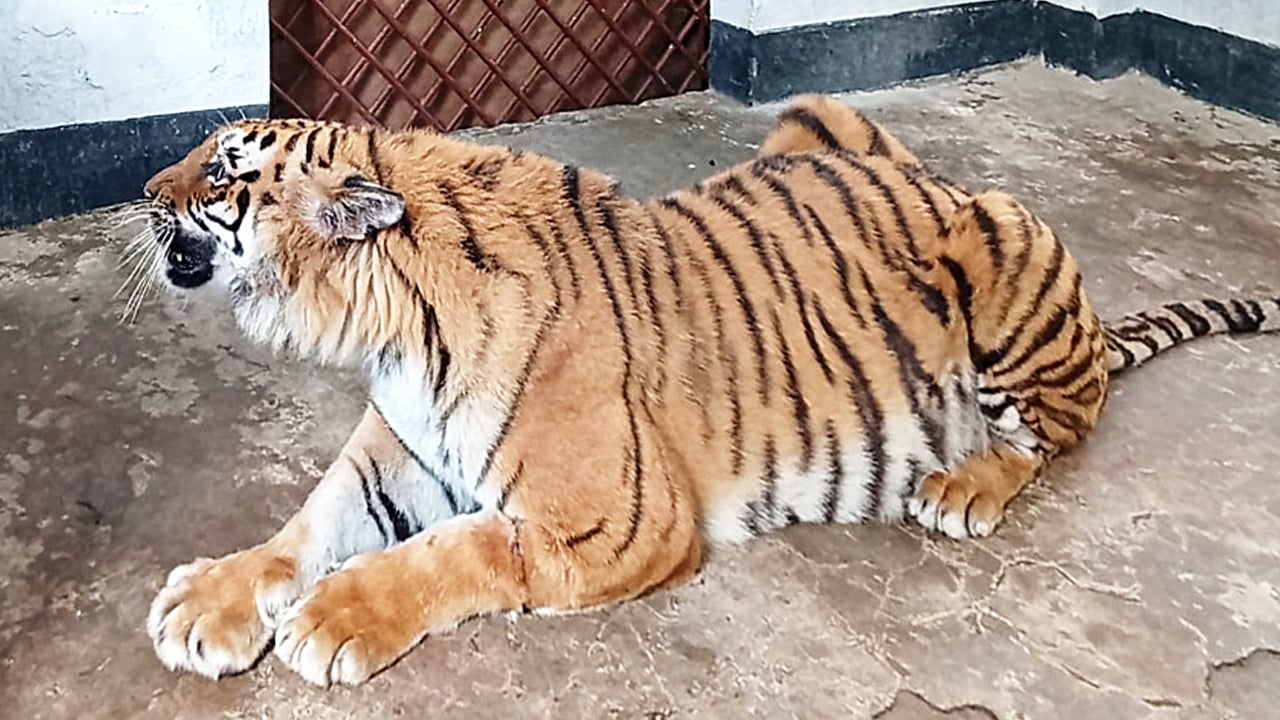 আহত সেই বাঘিনী সুন্দরবনে ফিরছে রবিবার