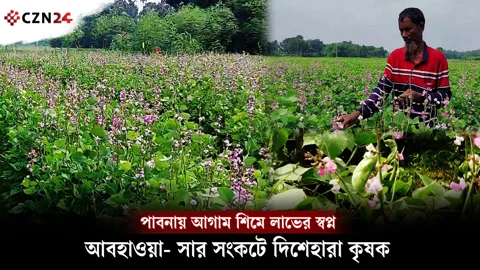 পাবনায় আগাম শিমে লাভের স্বপ্ন, আবহাওয়া-সার সংকটে দিশেহারা কৃষক