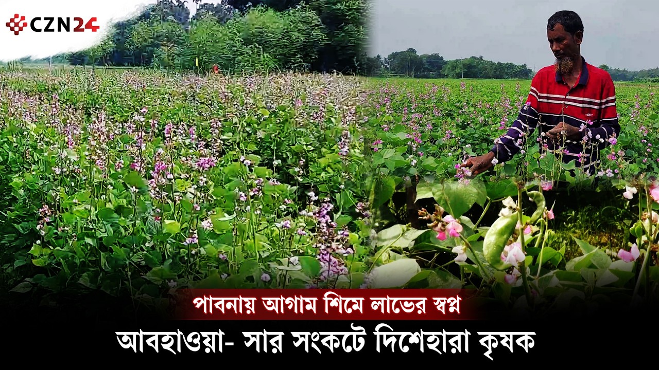 পাবনায় আগাম শিমে লাভের স্বপ্ন, আবহাওয়া-সার সংকটে দিশেহারা কৃষক