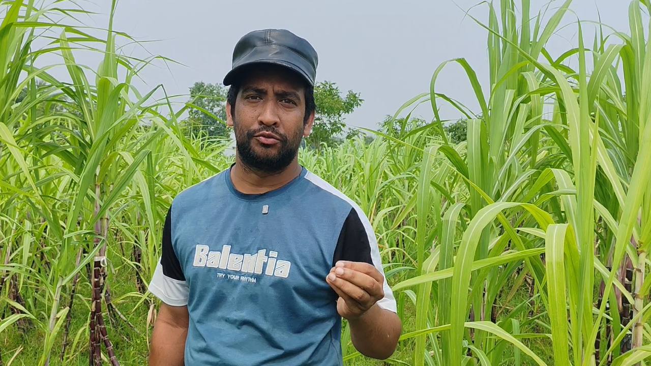 কনটেন্ট ক্রিয়েটর থেকে কৃষি উদ্যোক্তা, আখ চাষে সফল রাহাত রাজা
