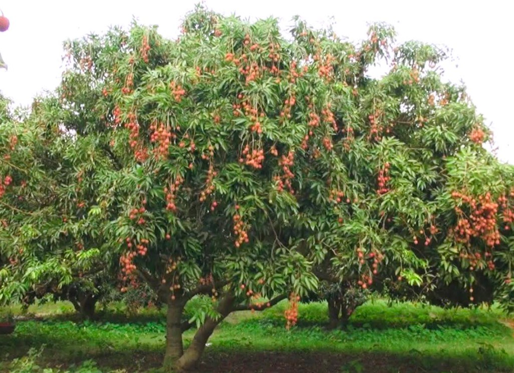 লিচু গাছ (2)