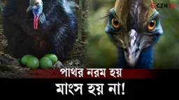 
যে পাখির মাংস নরম হতে পাথর সেদ্ধ হওয়ার মতো সময় লাগে