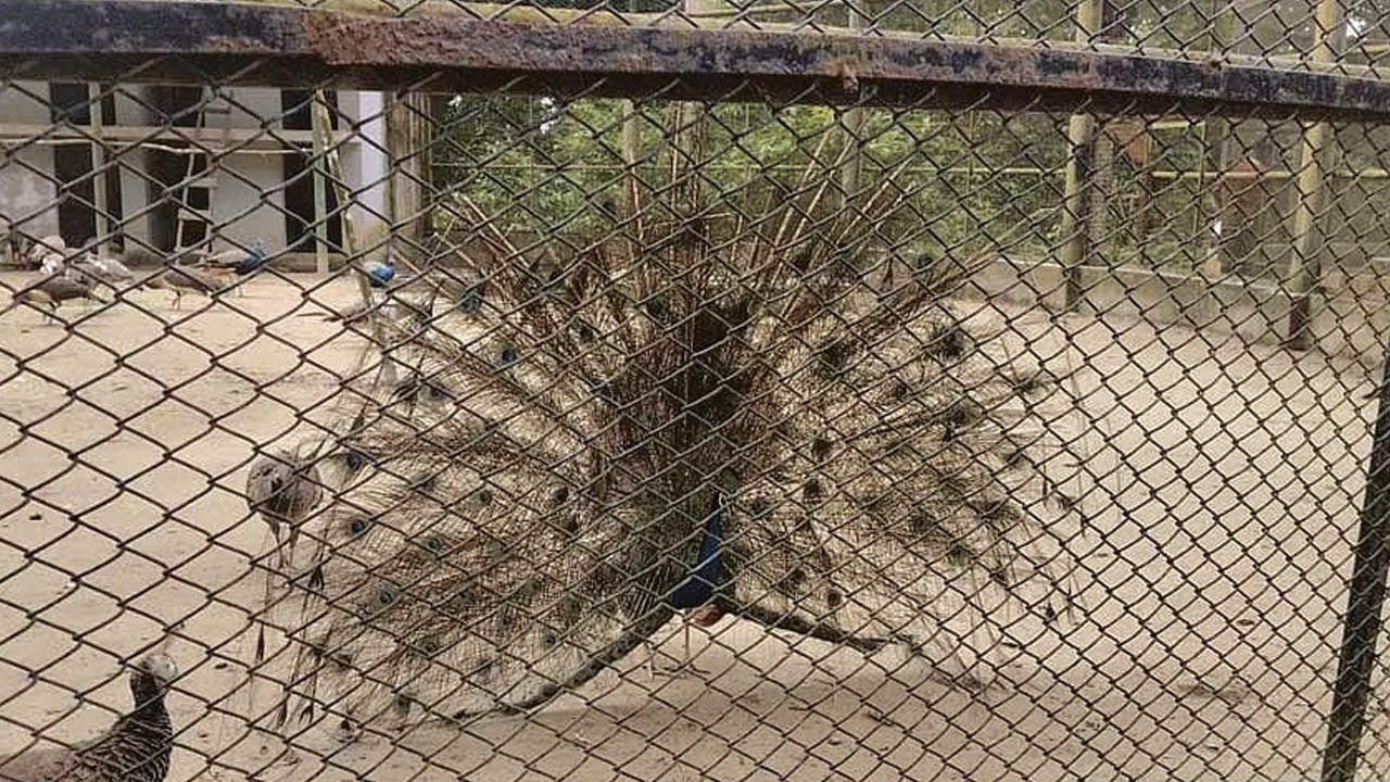 খাঁচার ভেতরে পেখম মেলেছে ময়ূর