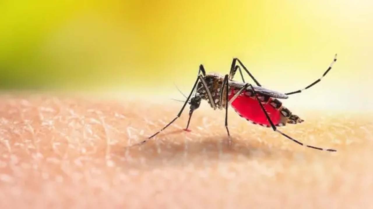 ডেঙ্গুতে আরও ২ জনের মৃত্যু, হাসপাতালে ৭২৩
