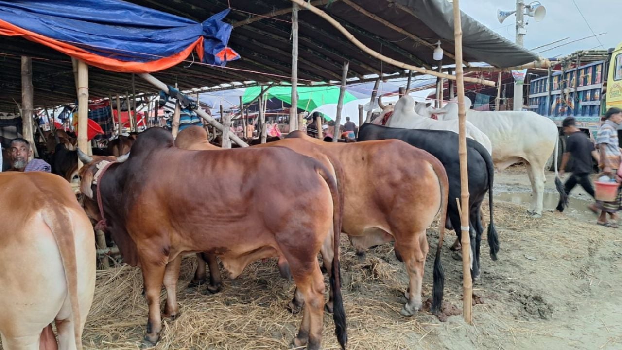 উত্তরার দিয়াবাড়ি এলাকার কোরবানির পশুর হাট। ছবি: সিটিজেন জার্নাল