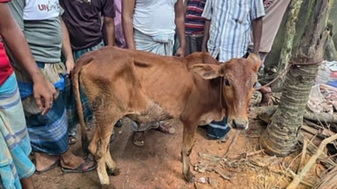 বিএনপি নেতার গোয়াল থেকে চুরি হওয়া গরু উদ্ধার, শোকজ