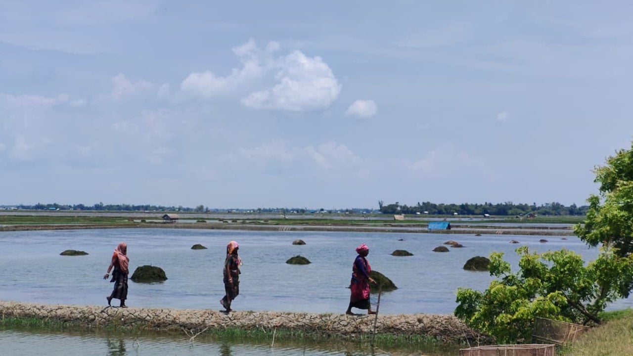 আশাশুনি উপজেলার কুণ্ডনদা এলাকার ঘের থেকে শ্যাওলা বাছাই করে বাড়ি ফেরেন লক্ষ্মী, শেফালি ও ফিরোজা। ছবি সিজেডএন টোয়েন্টিফোর ডটকম