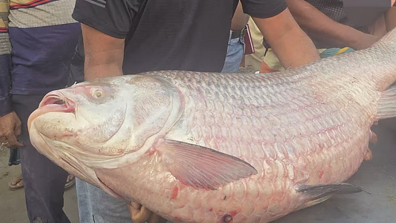 পদ্মায় ধরা প‌ড়লো ৩৫ কে‌জির কাতল